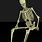 Human Skeleton Sitting