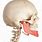 Human Skull Jaw Bone