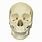 Human Skull Replica