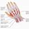 Human Thumb Anatomy