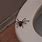 Huntsman Spider Toilet