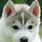 Husky Puppy Images