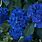 Hydrangea Blue Color