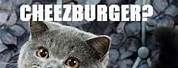 I Have Cheezburger Cats