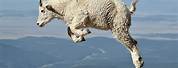 Ibex Mountain Goat Jumping