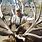Idaho Record Elk
