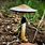 Identify Wild Magic Mushrooms