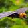 Indian Flying Fox Bat