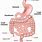 Intestinal Structure