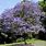 Jacaranda Acutifolia