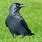 Jackdaw Crow