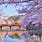 Japan Spring Wallpaper 4K