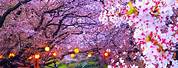 Japanese Cherry Blossom Landscape
