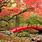 Japanese Maple Wallpaper