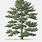 Japanese Pine Tree Art