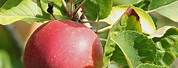 Jonagold Apple Tree Leaf