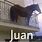 Juan the Horse Meme