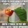 Kermit Frog Meme Tea