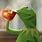 Kermit Frog Sipping Tea