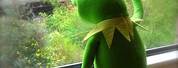 Kermit Looking through Window Meme