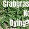 Killing Crabgrass