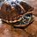 Kinosternon Turtle