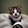 Kitten Pictures Wallpaper