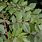 Koelreuteria Paniculata Leaf