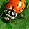 Ladybug Head