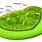 Lamella in Chloroplast