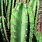 Large Cactus Plants