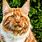 Large Domestic House Cat Breeds