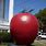 Largest Apple