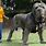 Largest Dog Breed Ever