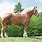 Largest Draft Horse Breed