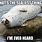 Laughing Seal Meme