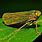 Leafhopper Bug