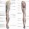 Leg Skin Anatomy
