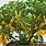 Lemon Aji Plant