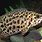 Leopard Ctenopoma Care