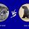 Leopard Seal vs Sea Lion