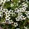 Leptospermum White
