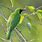 Lesser Green LeafBird