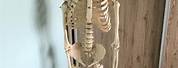 Life-Size Human Skeleton