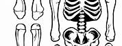 Life-Size Skeleton Cut Out Printable