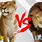 Liger vs Lion