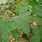 Liquidambar Styraciflua Leaf