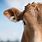 Livestock Ear Tags Cattle