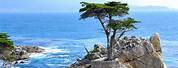 Lone Cypress Tree Monterey CA