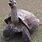 Long Neck Tortoise